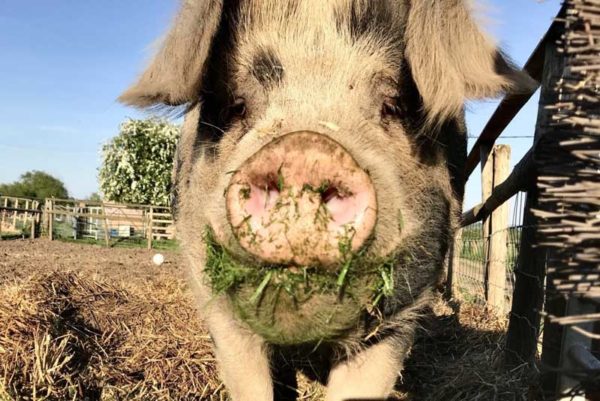 Happy pig with grass on snout