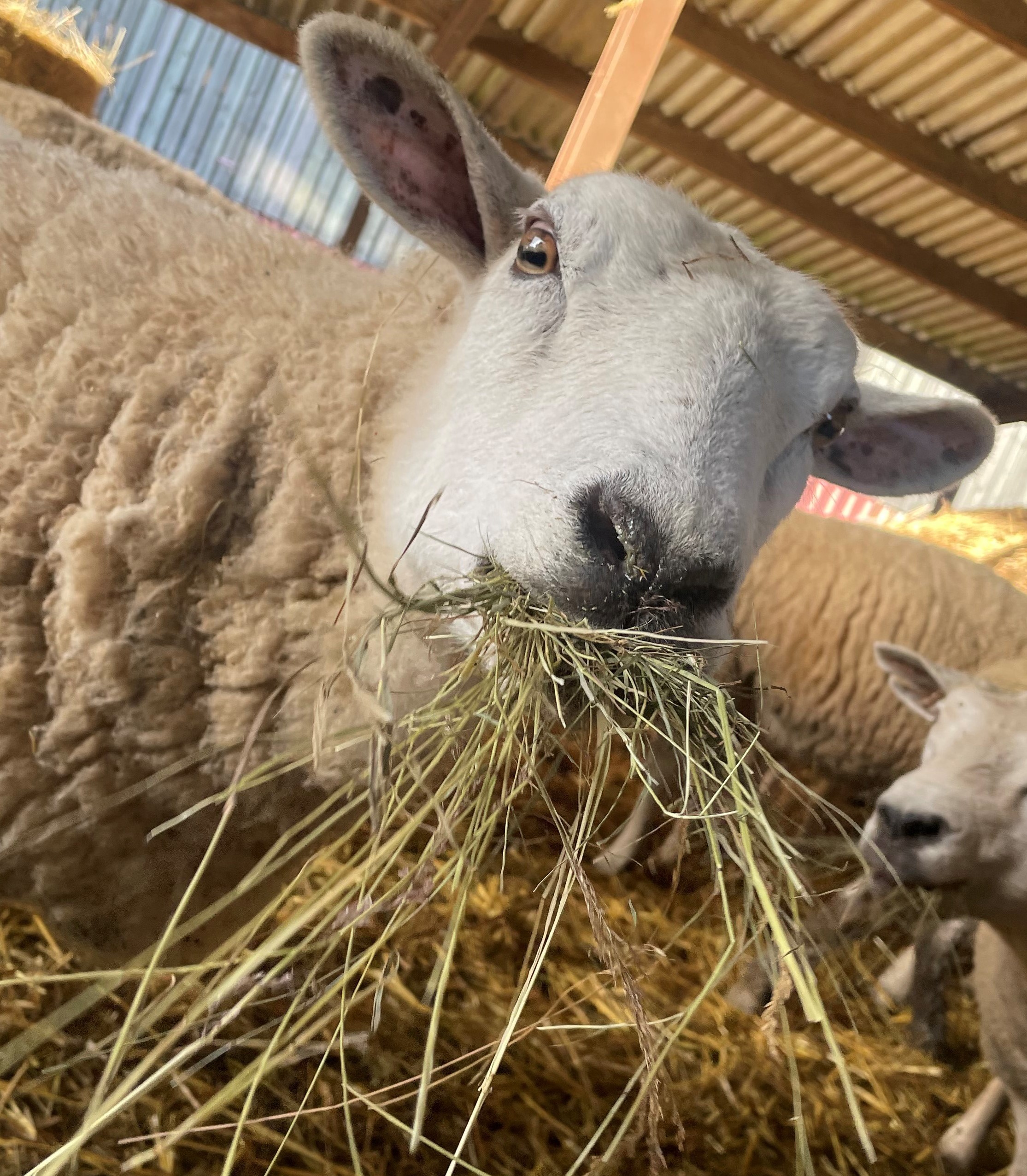 Sheep Hay